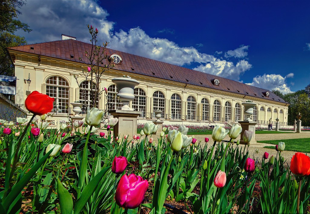 Lazienki tulipany